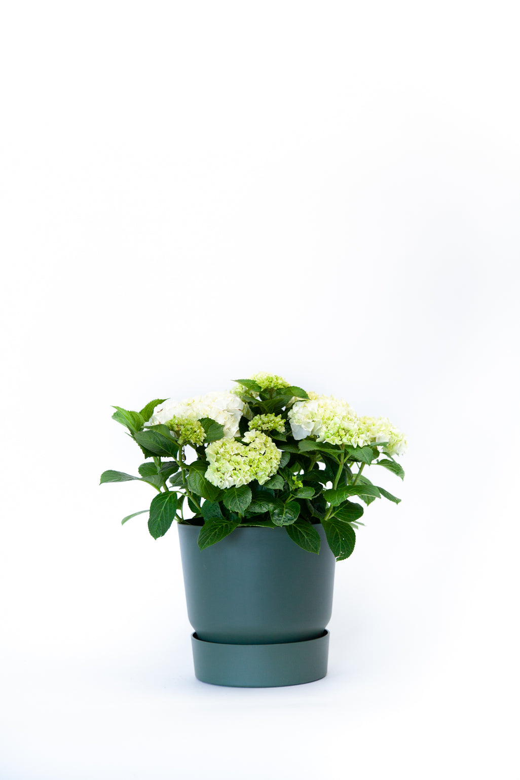products/IMG_3781.jpg